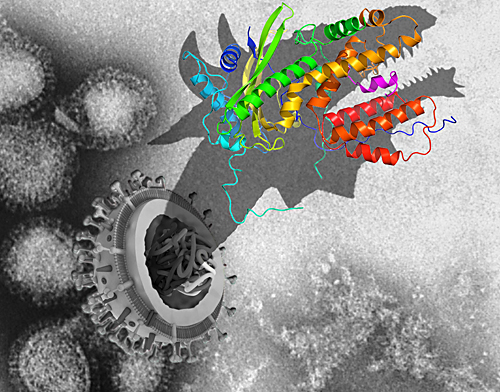 中国科学家发现广谱抗流感病毒药物理想靶蛋白