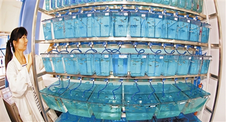 实验中的斑马鱼.