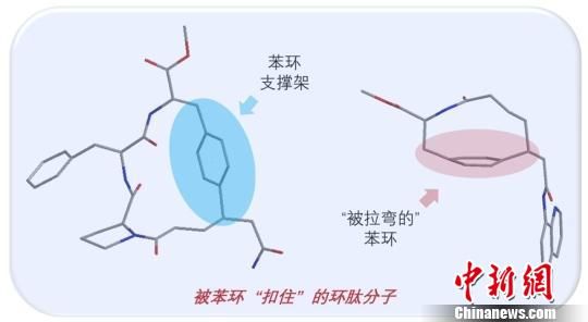 重点实验室陈弓教授课题组,开发了一种环状多肽化合物的化学合成方法