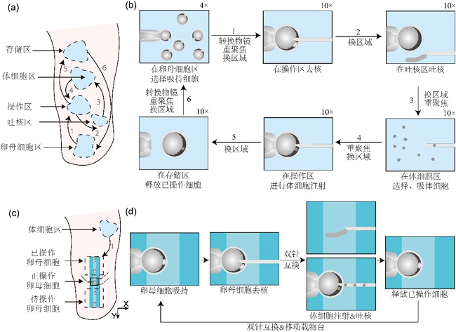 基于微流道的批量机器人化体细胞核移植流程示意图