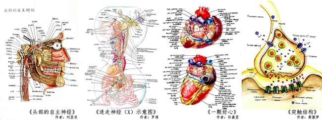 医学院举办第四届解剖图谱绘画大赛